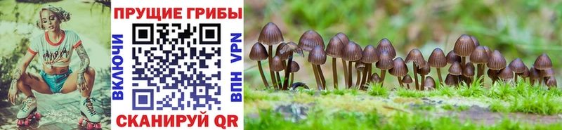 Галлюциногенные грибы GOLDEN TEACHER  Козьмодемьянск 